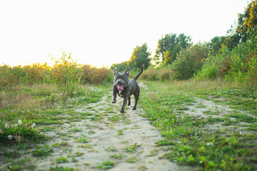 Happy american staffordshire terrier dog running on the field