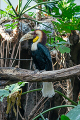 Shot of a toucan sitting on a branch in the forest