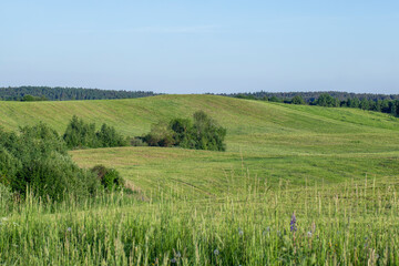 landscape with hilly territory with plants