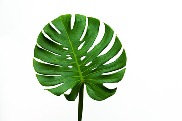 Fototapeta na wymiar closeup beautiful Monstera leaf isolated on white background, Flat lay