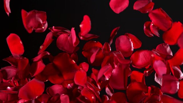 Super slow motion shot of real red rose petals explosion isolated on black background at 1000 fps.