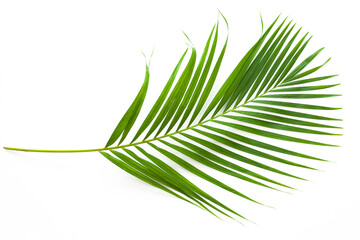 leaves of coconut palm tree isolated on white background, summer background