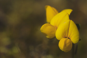 wild yellow flower in a field. with background in vintage tones and space for copy.