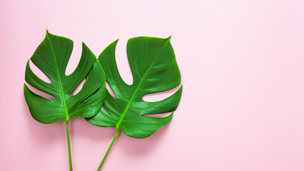 Natural green monstera leaf on pastel pink background, tropical leaf.