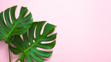Natural green monstera leaf on pastel pink background, tropical leaf.