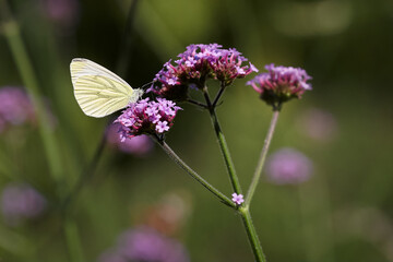 Veined white butterfly in verbena flower in garden