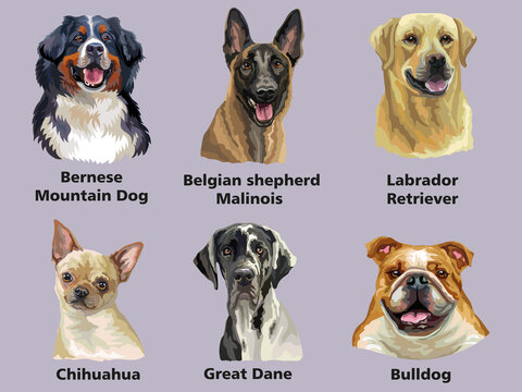 Big set of different dogs breeds vector illustration