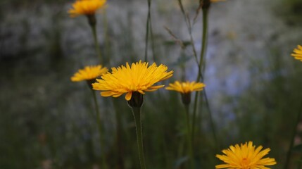 yellow flowers in the garden