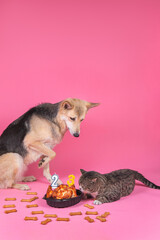 dog and cat celebrate birthday and eat treats