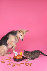 Obraz premium dog and cat celebrate birthday and eat treats