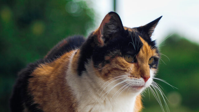 Portrait d'une petite chatte isabelle posant avec gr&acirc;ce sur une cl&ocirc;ture