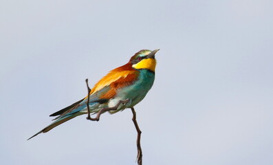 European bee-eater on branch, Merops apiaster