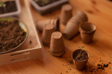 Young fresh seedlings growing in biodegradable pot, home gardening.