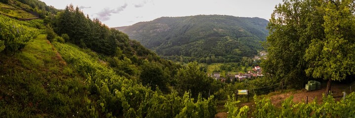 Fototapeta na wymiar Vignoble sur les coteaux de la vallée de l'Alagnon, Molompize, Cantal, Auvergne-Rhône-Alpes, France