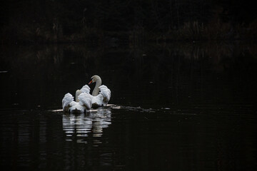White swan on the lake on a dark background. Birds.