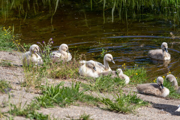 Young swans in a group bask in the sun near the shore of the pond