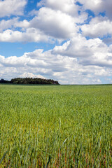 Fototapeta premium green cereal field with wheat in summer