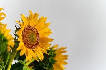 Bouquet of blooming sunflowers on a white background in the studio. mock up close up