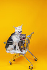 Two happy dogs are sitting in shopping cart