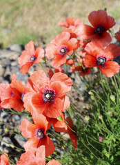red poppy flowers
