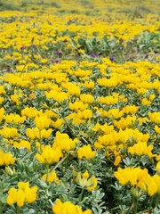 Field of yellow flowers. Lotus creticus. Sea cuckoo. Perennial herb. Mediterranean