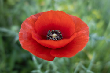 Beautiful poppy in the middle of the field