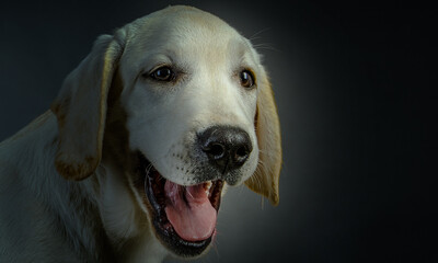 Portrait of dog on a dark background