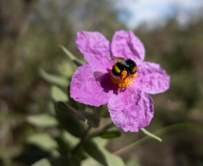 Nice bee pollinating a beautiful flower