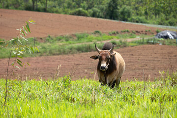 Cows grazing on the green fields in the hills.