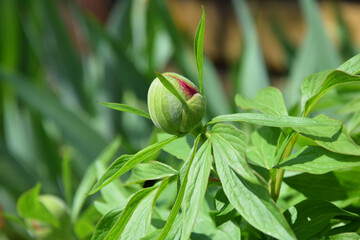 Flower Paeonia Lactiflora in Bloom Close Up