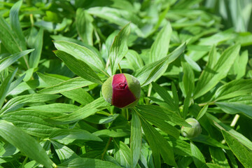 Flower Paeonia Lactiflora in Bloom Close Up