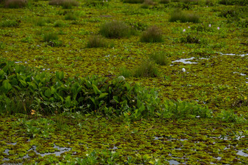 Salvinia cucullata (Roxb. ex Bory) or water fern growing to thick mat, floating on water, top view. Salvinia cucullata floating on water