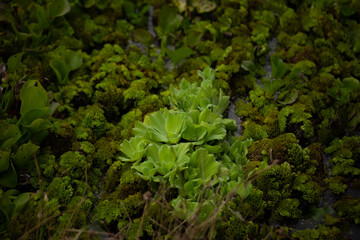 Salvinia cucullata (Roxb. ex Bory) or water fern growing to thick mat, floating on water, top view....
