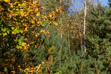foliage of trees in the park in the autumn season