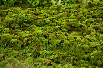Fototapeta premium Salvinia cucullata (Roxb. ex Bory) or water fern growing to thick mat, floating on water, top view. Salvinia cucullata floating on water