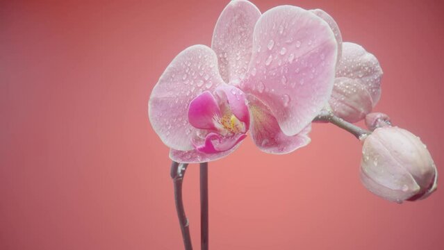 Exotic pink orchid flower wet with dew droplets on isolated red background. Camera zoom phalaenopsis with open flower and bud on stem. Orchid flower with delicate petals, stamens and pistils close up.