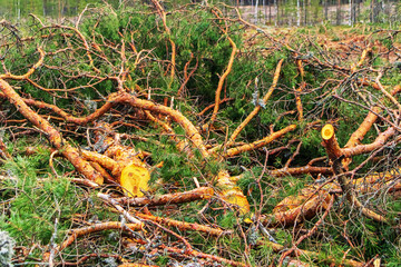 Fototapeta premium Deforestation, logging, view of cut down trees. Extraction of wood.