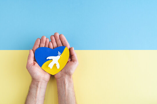 Hands on blue and yellow background holding heart with Ukrainian flag colors with white dove and olive branch.