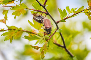Beetles in the branch in spring