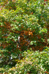 oak foliage turning yellow in autumn during leaf fall