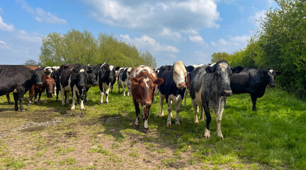 Close up photo of dairy cows - 502189533