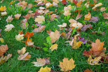 fallen autumn foliage of trees on green grass