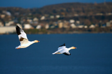 oie des neiges dans le ciel