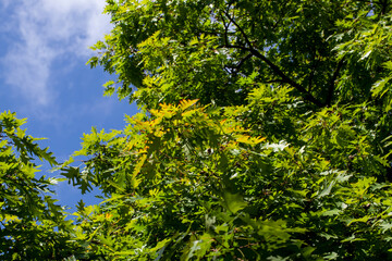 foliage of trees in the park in the autumn season