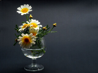 Chamomile in a glass of water. Copy space.