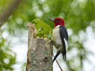 Red headed woodpecker bird on the tree