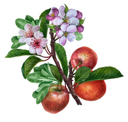 Watercolor red apples with leaves and flowers, apple blooming branch isolated on a white background.Botanical summer garden fruit, cookbook stickers, clipping path.