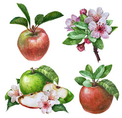 Watercolor red apples with leaves and flowers, apple blooming branch isolated on a white background.Botanical summer garden fruit, cookbook stickers, clipping path.