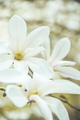Fototapeta na wymiar Closeup of magnolia flowers. Photo of nature. Blooming magnolia. 