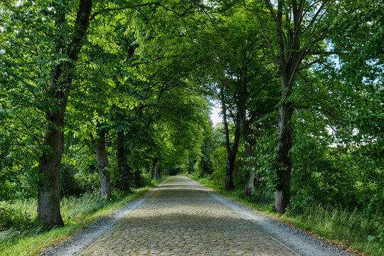 Alleestra&szlig;e, Mecklenburg-Vorpommern, Deutschland